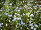 Myosotis alpestris (2017, April 15)
