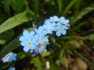 Myosotis alpestris (2017, April 16)
