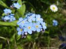 Myosotis alpestris (2017, April 16)