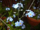 Myosotis alpestris (2017, April 21)