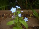 Myosotis alpestris (2017, April 21)