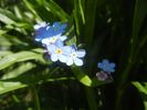 Myosotis alpestris (2017, April 22)