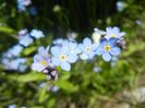 Myosotis alpestris (2017, April 22)
