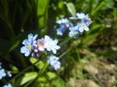 Myosotis alpestris (2017, April 22)