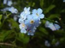 Myosotis alpestris (2017, April 28)
