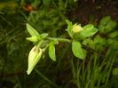 Aquilegia_Columbine (2017, April 20)