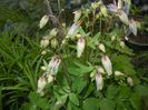 Aquilegia_Columbine (2017, April 24)