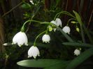 Leucojum aestivum (2017, April 13)