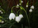 Leucojum aestivum (2017, April 13)