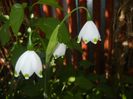 Leucojum aestivum (2017, April 14)