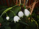 Leucojum aestivum (2017, April 15)