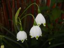 Leucojum aestivum (2017, April 15)