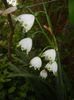 Leucojum aestivum (2017, April 21)