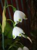 Leucojum aestivum (2017, April 21)