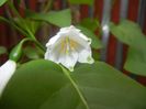 Leucojum aestivum (2017, April 21)