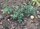 Crown Princess Margareta
