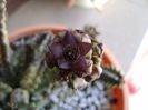 Caralluma europaea