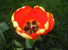 Tulipa Banja Luka (2017, April 15)