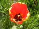 Tulipa Banja Luka (2017, April 16)