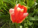 Tulipa Banja Luka (2017, April 21)
