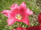 Tulipa Pimpernel (2017, April 22)
