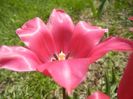 Tulipa Pimpernel (2017, April 22)