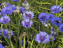 Albastrele-Centaurea Cyanus