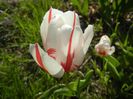 Tulipa Happy Generation (2017, April 22)