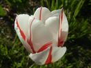 Tulipa Happy Generation (2017, April 22)