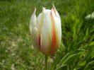 Tulipa Happy Generation (2017, April 22)