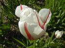 Tulipa Happy Generation (2017, April 22)