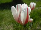 Tulipa Happy Generation (2017, April 22)