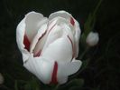 Tulipa Happy Generation (2017, April 24)