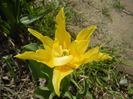 Tulipa Yellow Spider (2017, April 16)