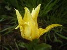 Tulipa Yellow Spider (2017, April 20)
