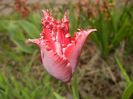 Tulipa Pacific Pearl (2017, April 17)