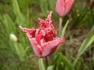 Tulipa Pacific Pearl (2017, April 17)