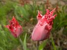 Tulipa Pacific Pearl (2017, April 17)