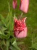 Tulipa Pacific Pearl (2017, April 20)