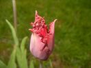 Tulipa Pacific Pearl (2017, April 20)