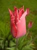 Tulipa Pacific Pearl (2017, April 20)