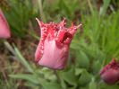 Tulipa Pacific Pearl (2017, April 20)