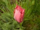 Tulipa Pacific Pearl (2017, April 20)