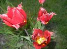 Tulipa Pacific Pearl (2017, April 24)