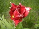 Tulipa Pacific Pearl (2017, April 24)