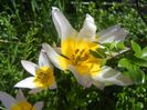 Tulipa Lilac Wonder (2017, April 23)