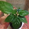 3.classic apricot 15 lei-rez