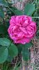 Falstaff, english rose, David Austin