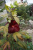 Hibiscus Summerific inflorit a doua oara
