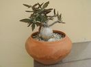 Euphorbia suzannae-marnierae